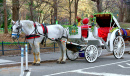 Horse-Drawn Carriage in Central Park, NYC, USA