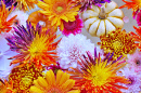 Pumpkin and Flower Arrangement