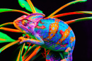 Yemen Chameleon on Black Background