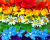 Rainbow Stripes of Summer Flowers