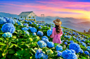 Blooming Hydrangeas in Chiang Rai, Thailand