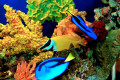 Beautiful Fish on the Reef