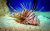 Red Lionfish in a Marine Reef Aquarium