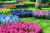 Fabulous Garden in Keukenhof, the Netherlands