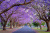 Jacaranda Trees in Bloom in Grafton, Australia