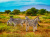 A Group of Zebras in the Savannah, Africa