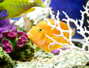 Colorful Tropical Fish