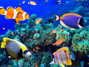 Beautiful Coral Reef, Mauritius, Indian Ocean