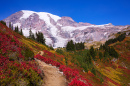 Hiking Trail in Mt. Rainier National Park, WA, USA