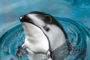 Pacific White-Sided Dolphin, Vancouver, BC, Canada