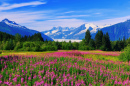 Fireweed in Bloom, Juneau, Alaska