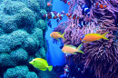 Tropical Fish Tank