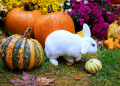 White Rabbit in the Autumn Garden