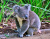 A Cute Koala in Queensland, Australia