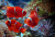 A Maroon Clownfish on a Coral Reef