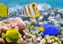 Colorful Underwater World