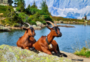 Goats Resting in an Alpine Landscape, Austria