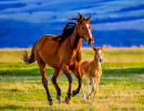 A Beautiful Brown Mare and her Cute Little Foal