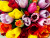 Close-up of Multi-Colored Tulips