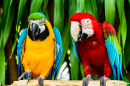 Yellow-Blue and Scarlet Macaw