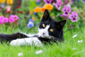 A Cute Tuxedo Cat in a Meadow