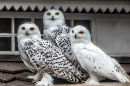 A Family of Snowy Owls
