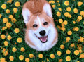 Happy Corgi Dog Sitting in Dandelions
