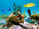 Marine Life in the Caribbean Sea