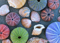 Variety of Sea Shells, Urchins and Clams