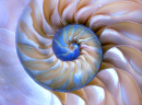 Amazing Fibonacci Pattern in a Nautilus Shell