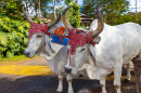 Two White Zebu Brahman Cattle Cows