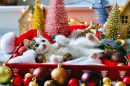 A Kitten Playing with Christmas Baubles