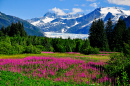 Mendenhall Glacier with Blooming Fireweed