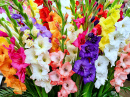 Colourful Spikes of Gladiolus Flowers