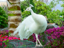 A Gracefully Posing  White Peacock