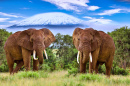 Elephants in Amboseli National Park, Kenya
