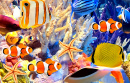 Beautiful Coral Reefs and Fish