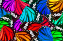 Beautiful Butterfly Wings