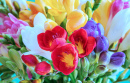 A Bouquet of Freesias