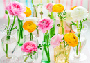 Beautiful Spring Flowers in Glass Vases