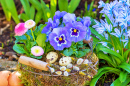 Blue Violets and Pink Daisies in a Spring Garden