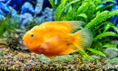 A Blood Parrot Cichlid in an Aquarium