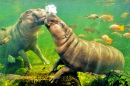 Pygmy Hippos
