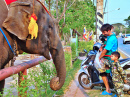Ayutthaya Elephant Palace & Royal Kraal, Thailand