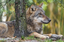 Wolf Resting behind a Tree, Switzerland