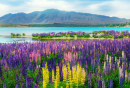 Field of Lupines at Lake Tekapo, New Zealand