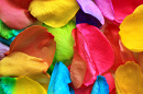 Close-Up of Delicate Rose Petals