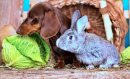 Dachshund, Rabbit and Cabbage