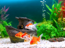Goldfish in a Freshwater Aquarium