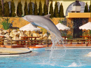 Jumping Dolphin